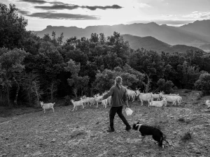 Jepi and Maya guide the goats home