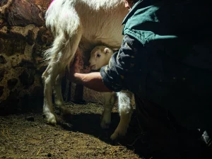 Jepi helps Suckling goat