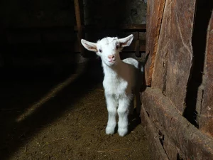 Baby goat